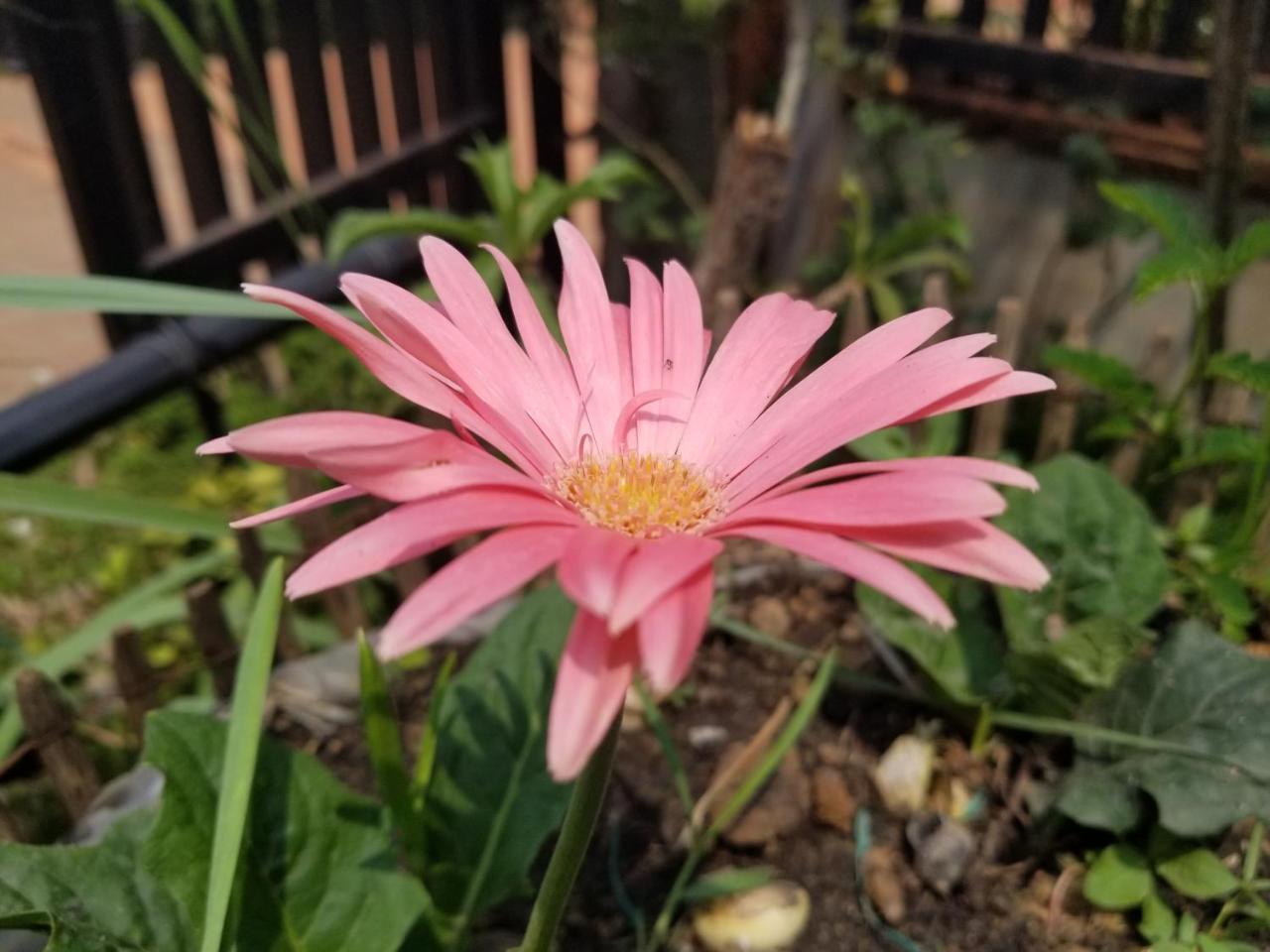 S.R Sofia Villa Hotel 暹粒 外观 照片
